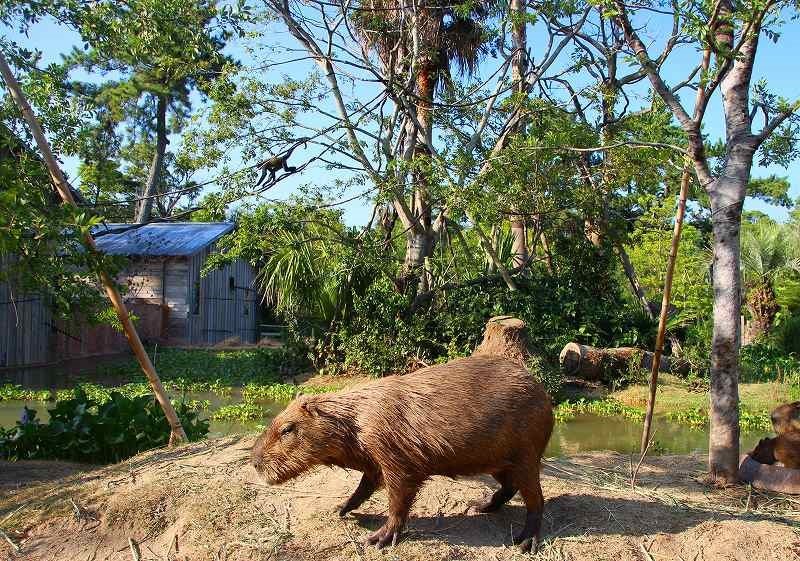 🐒 도키와 동물원 이미지 6